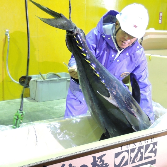 完全養殖クロマグロの出荷