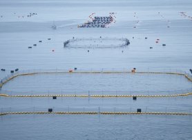 The Pacific bluefin tuna farm of Kyokuyo Marine Farm Co., Ltd.