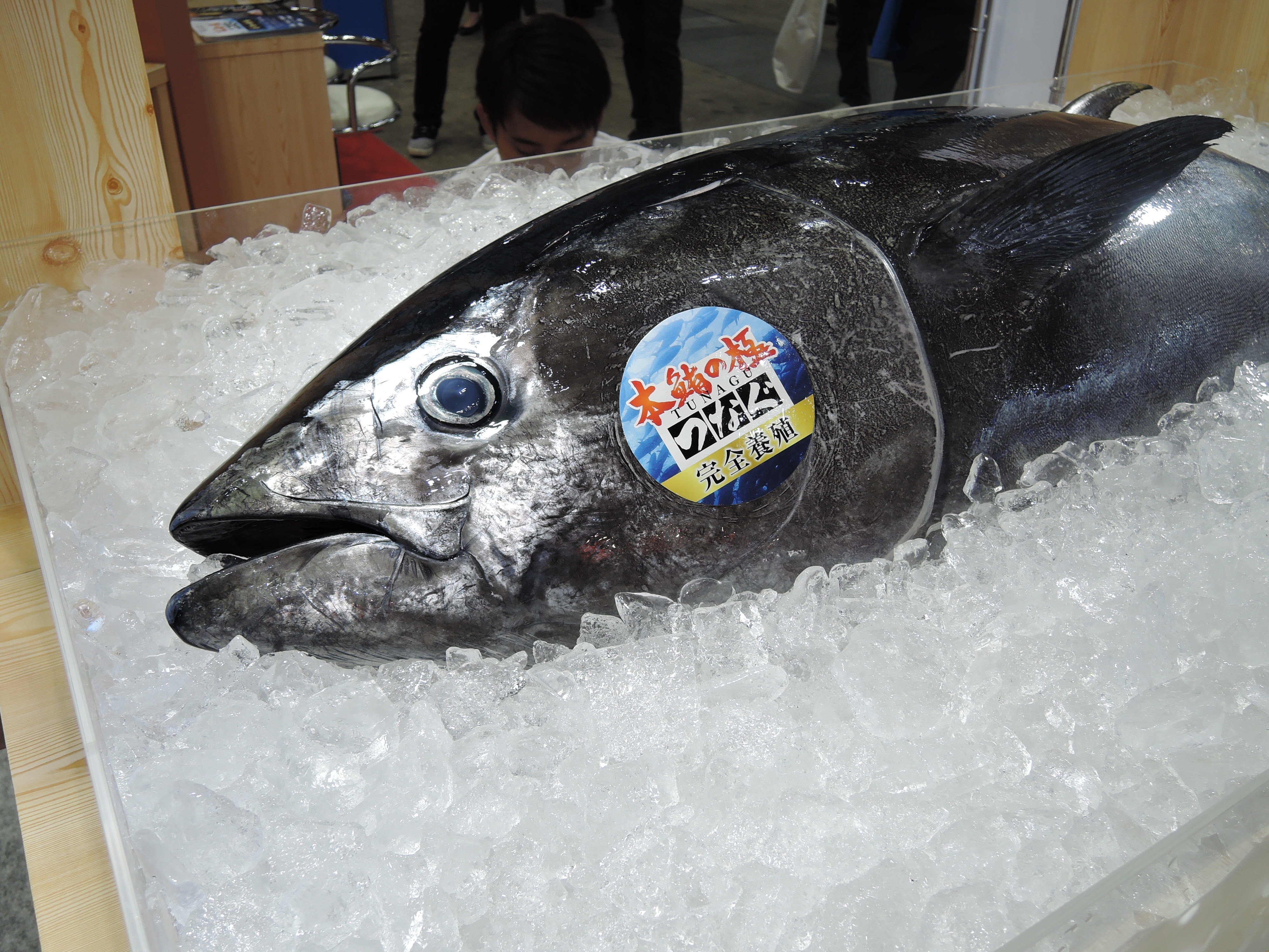 Hon-Maguro no Kiwami TUNAGU full-life-cycle aquaculture of bluefin tuna product