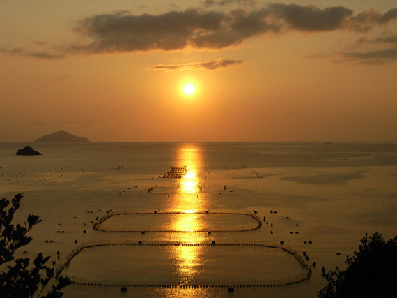 The Pacific bluefin tuna farm of Kyokuyo Marine Farm Co., Ltd.