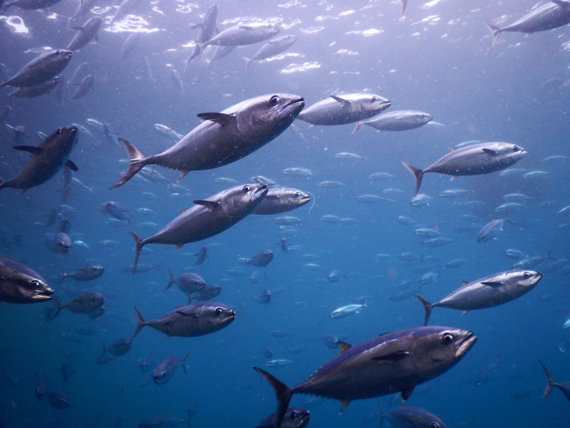 Fully sustained farm raised bluefin tuna