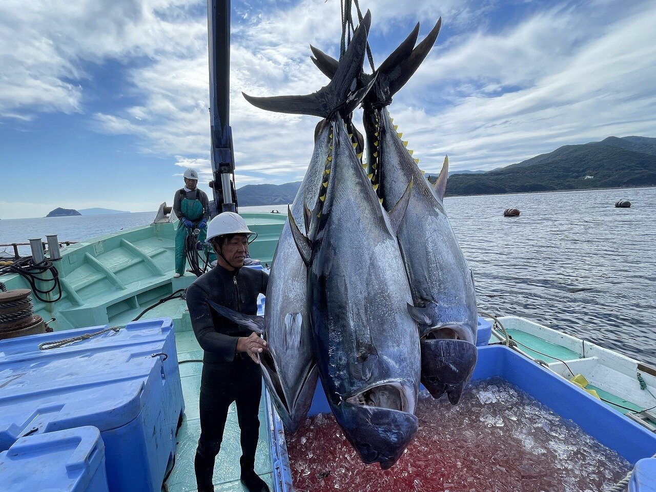 完全養殖クロマグロ